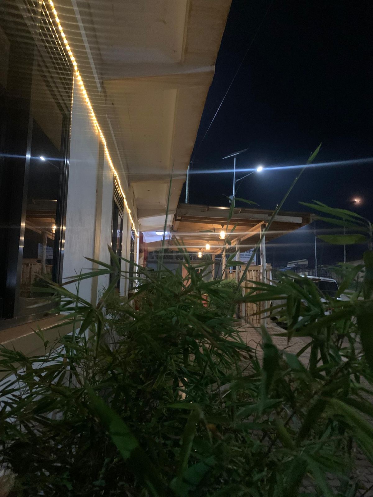 Greenery outside the hotel at night